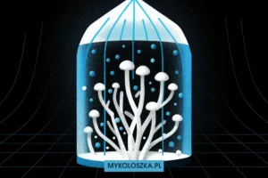 Growkit cena — dlaczego różnice sięgają 300% i co tak naprawdę płacisz? — Mykoloszka