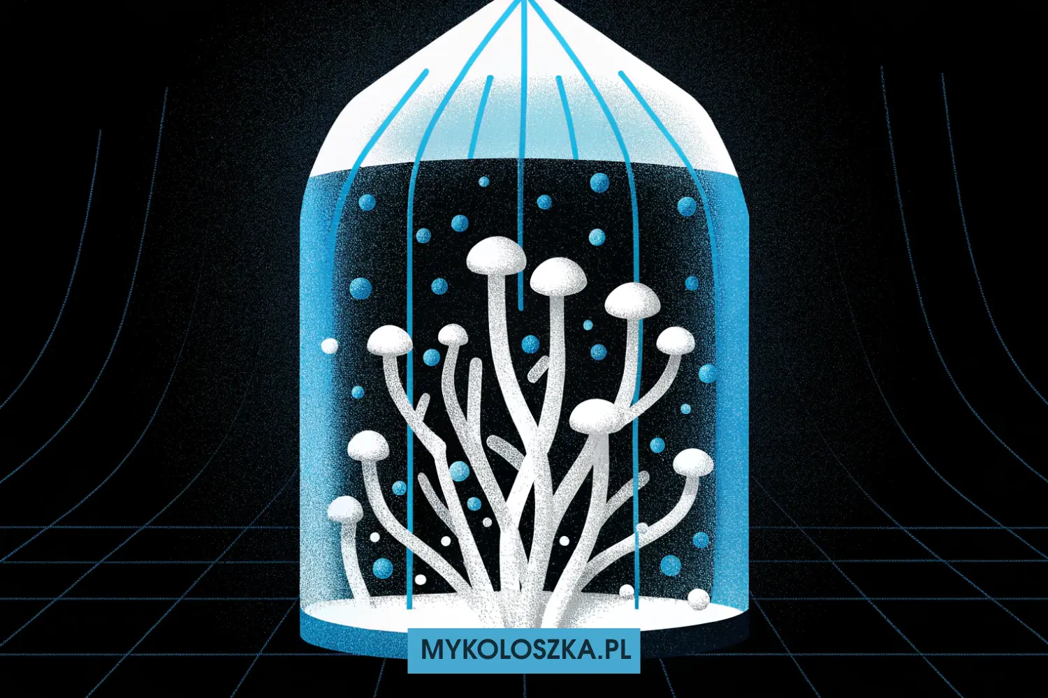 Growkit cena — dlaczego różnice sięgają 300% i co tak naprawdę płacisz? — Mykoloszka