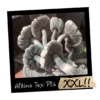 Growkit Albino Tex PE6 XXL Full Auto 4200ml – albinotyczna grzybnia Psilocybe cubensis hybryda Penis Envy