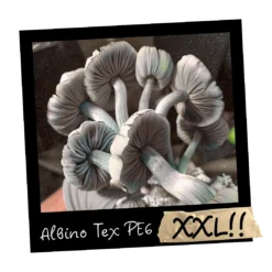 Growkit Albino Tex PE6 XXL Full Auto 4200ml – albinotyczna grzybnia Psilocybe cubensis hybryda Penis Envy