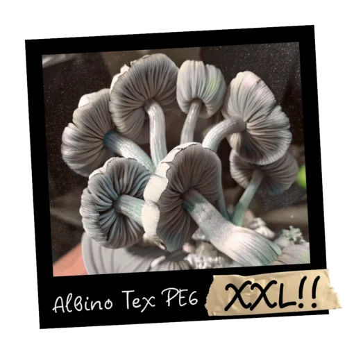 Growkit Albino Tex PE6 XXL Full Auto 4200ml – albinotyczna grzybnia Psilocybe cubensis hybryda Penis Envy